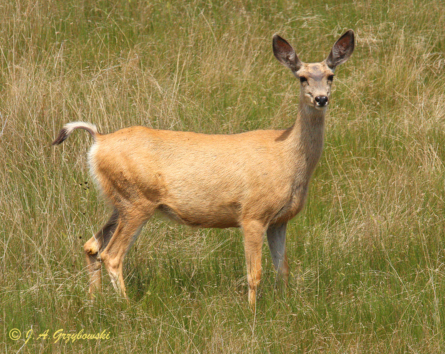 Mule Deer