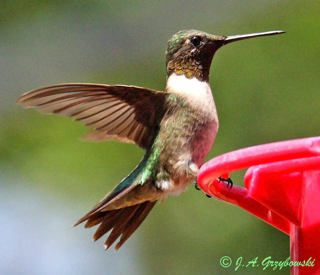 Ruby-throated Hummingbird