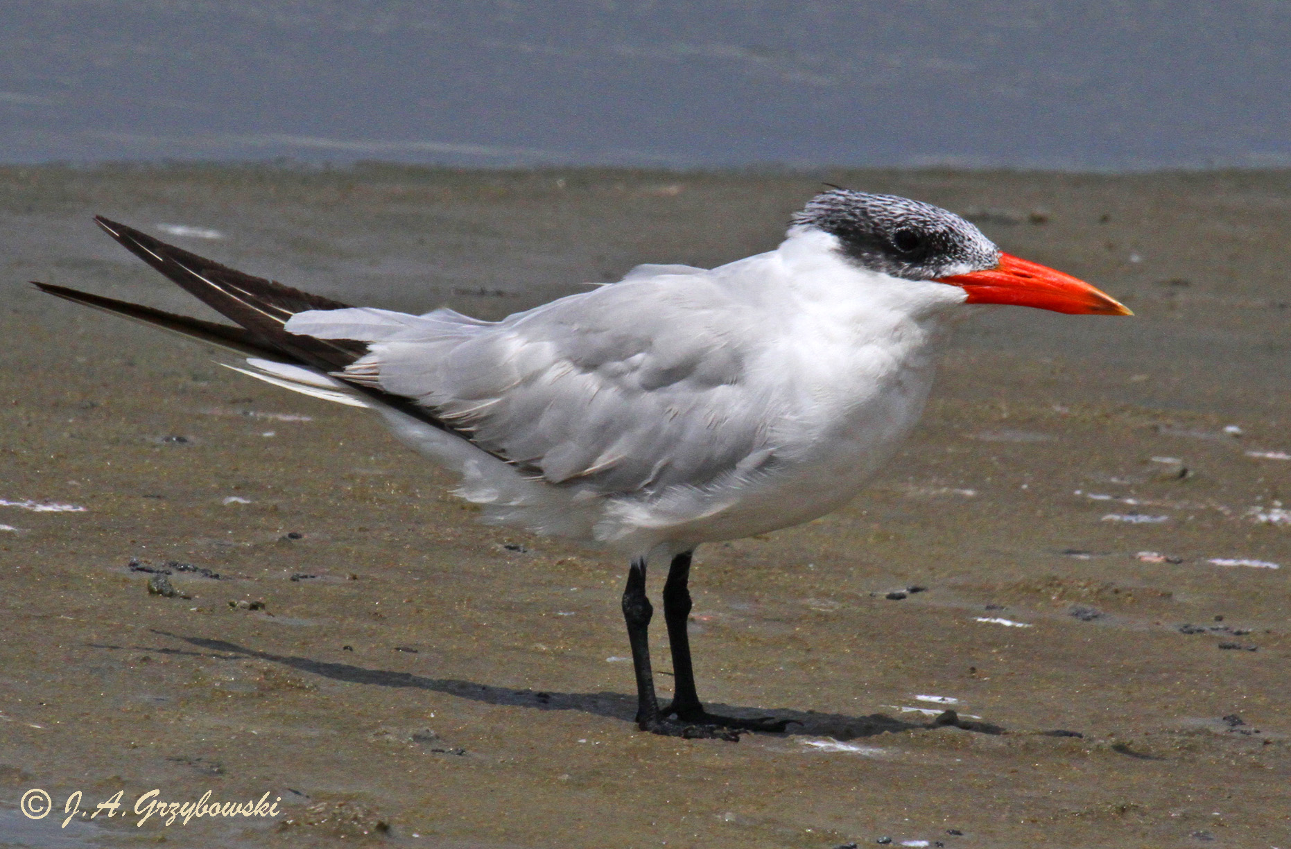 Caspian Tern