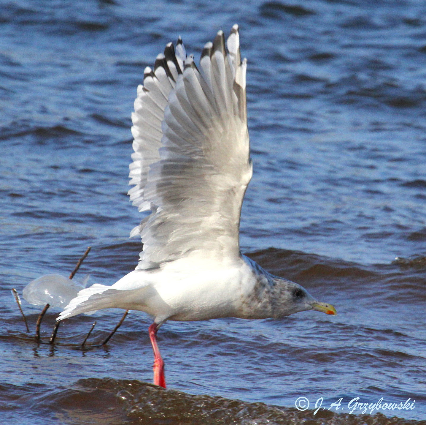 Thayers Gull