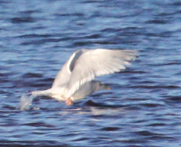 (Kumlien's) Iceland Gull