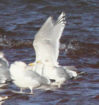 Herring Gulls and Thayer's/Kumlien's swarm Gull