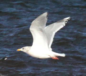 Thayer's/Kumlien's swarm Gull