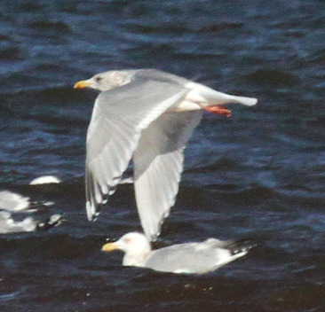Thayer's/Kumlien's swarm and Herring gulls