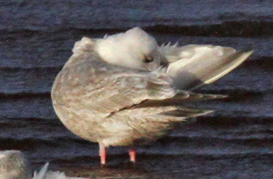 Thayer's Gull--2nd cycle