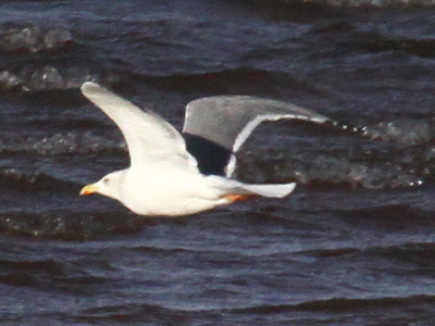 UK darker-mantled gull