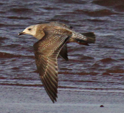 assumed darker Herring Gull