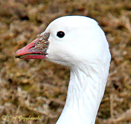 Ross Goose