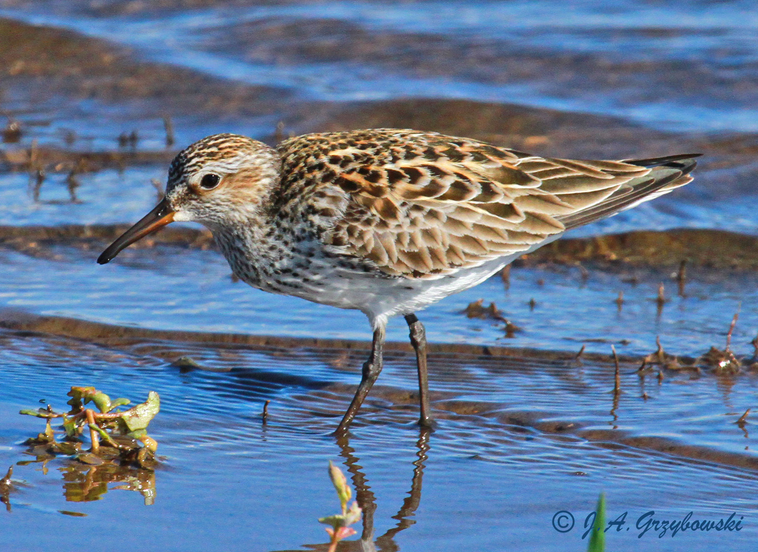 White-rumped Sandpiper