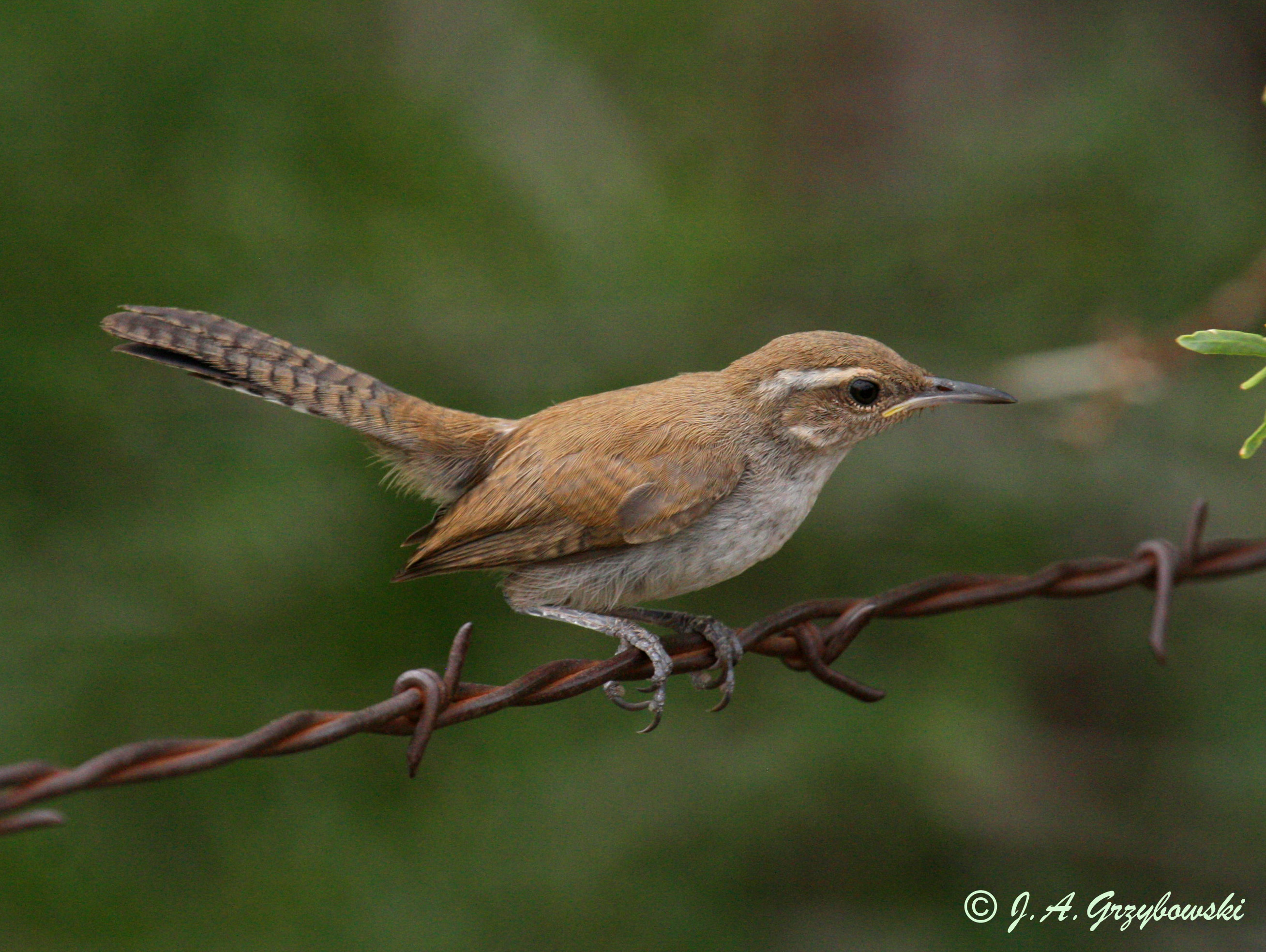 young Bewicks Wren