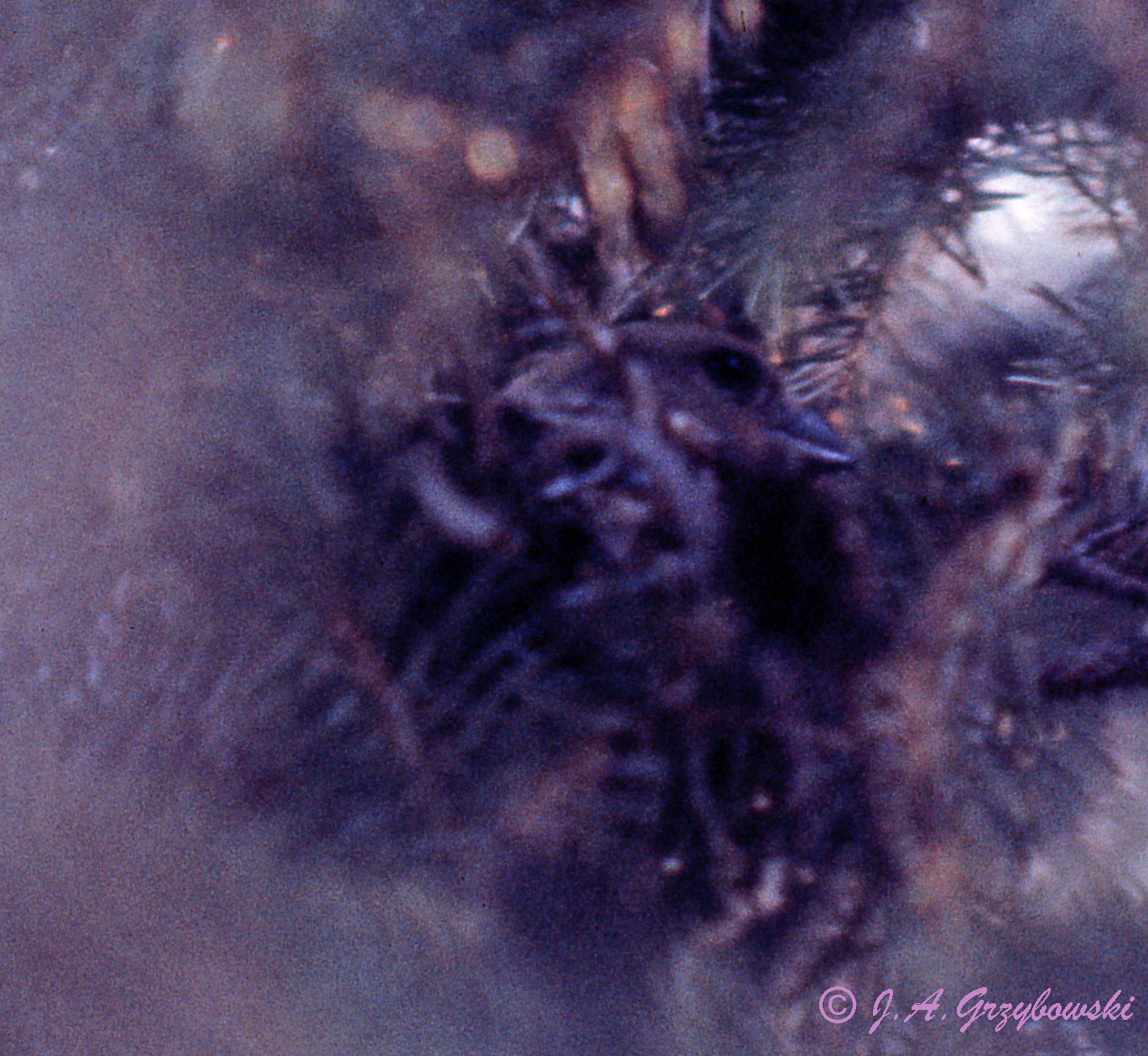 Red Crossbill  female on nest
