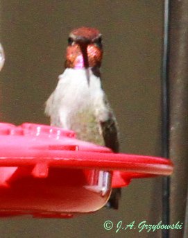 unusual Costa's Hummingbird