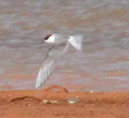 Arctic Tern in Oklahoma