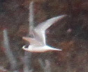Arctic Tern
