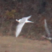 Arctic Tern