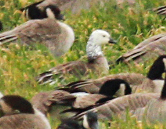 CacklingXRoss's Goose hybrid