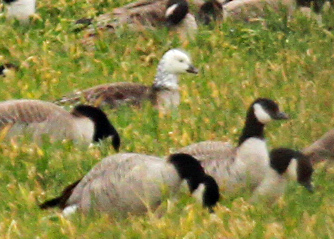 CacklingXRoss's Goose hybrid