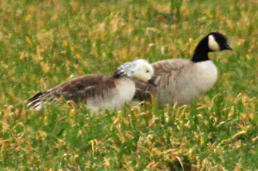 CacklingXRosss Goose hybrid