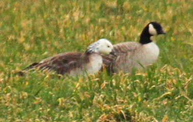 Cackling x Ross's Goose hybrid