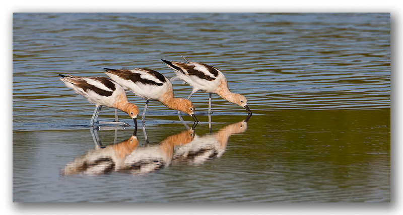 Avocette dAmrique _ Floride _0851.jpg