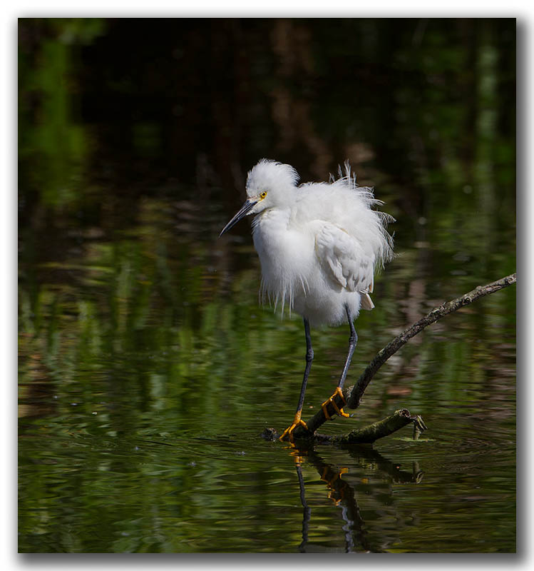 Aigrette neigeuse Floride_2006.jpg