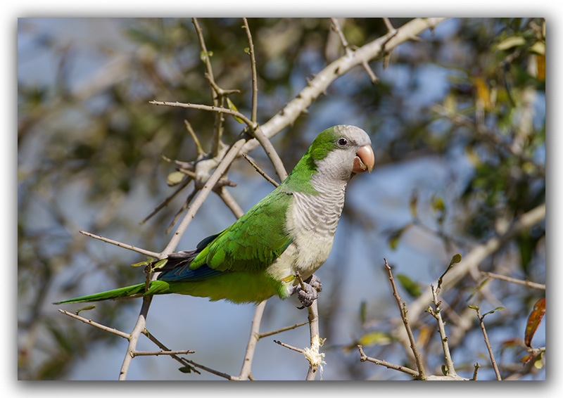 Cornure veuve Floride_3519.jpg