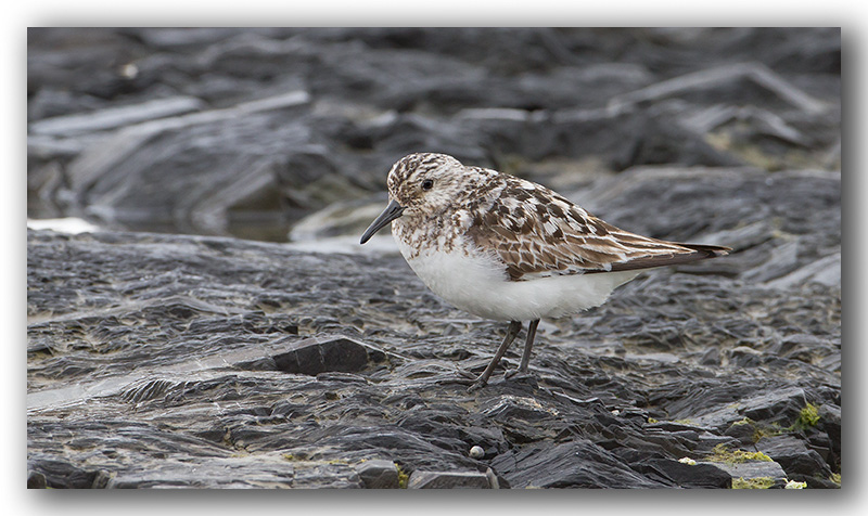 Bcasseau sanderling_1209.jpg