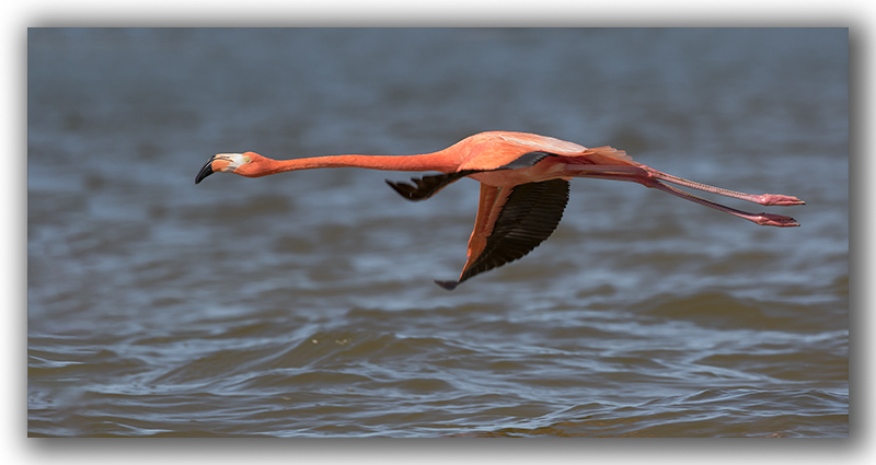 Flamant rose / Greater Flamingo _Z3A6917.jpg