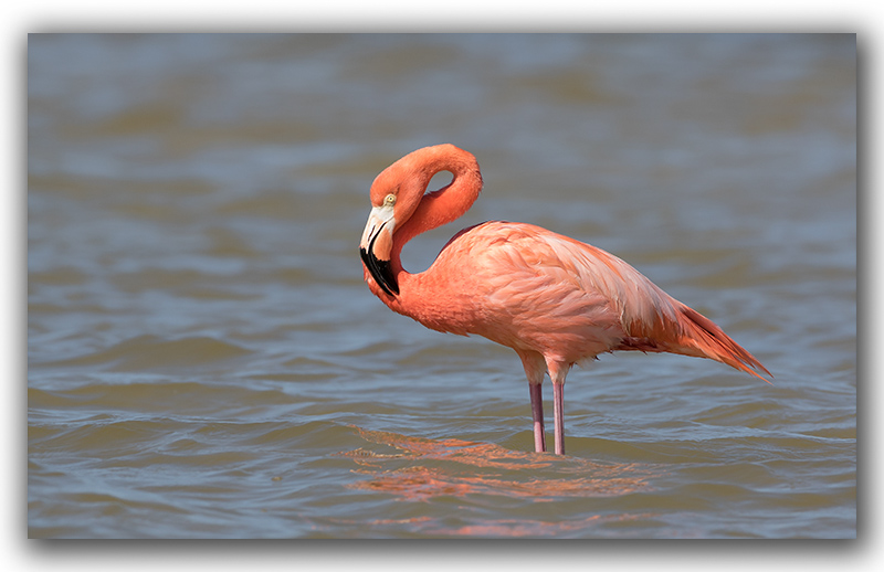 Flamant rose / Greater Flamingo_Z3A6765.jpg