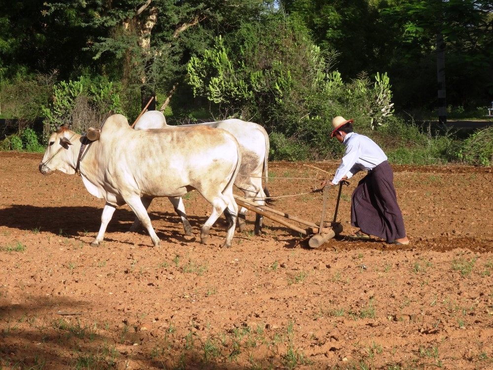 Oxen Plowing - Northeast of Old Bagan (2).jpg