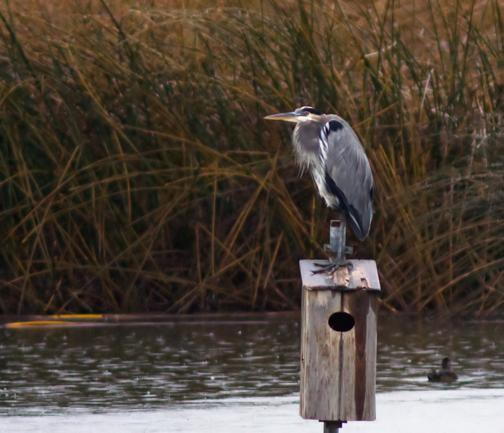 blue heron on nest box.jpg