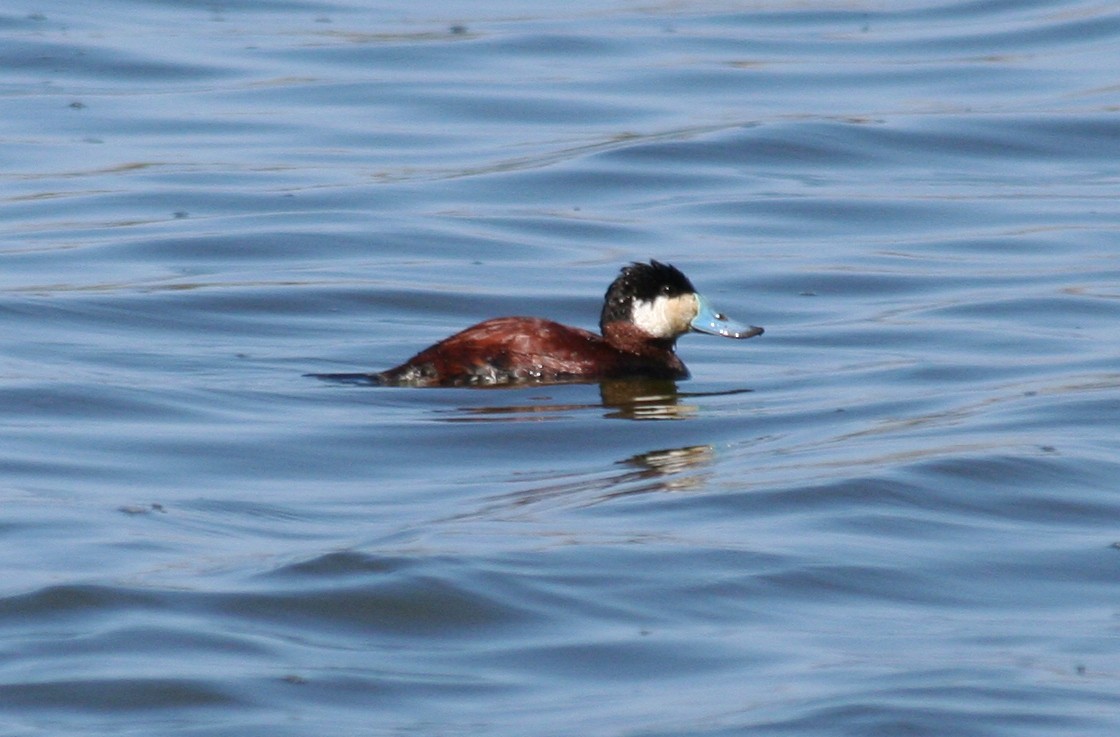 Ruddy Duck (Oxyura jamaicensis) Male - Jamaica Bay Wildlife Refuge, NYC