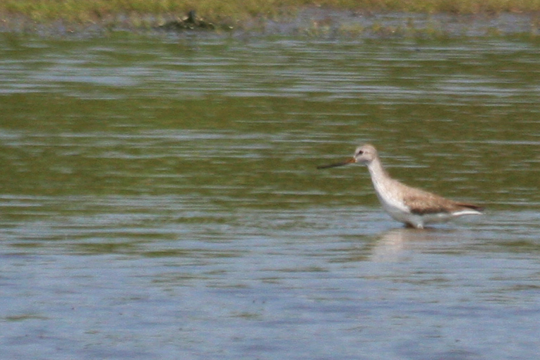 Terek Sandpiper (Xenus cinereus) Spaarne, Landje van Gruiters
