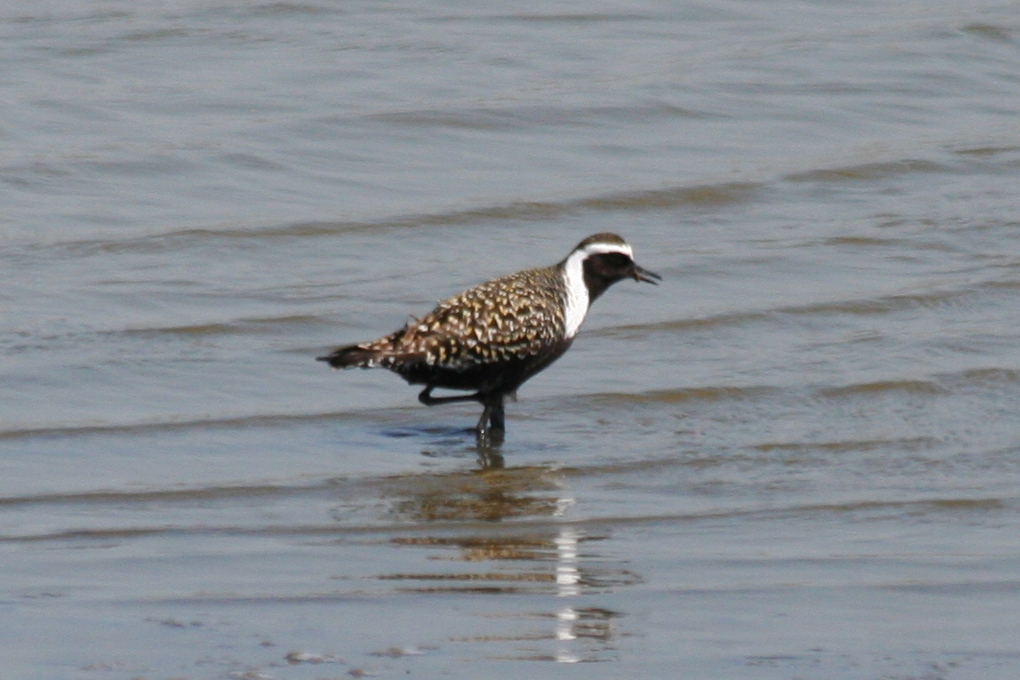 American Golden Plover (Pluvialis dominica) Camperduin, De Putten 7-6-2013