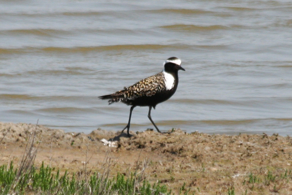 American Golden Plover (Pluvialis dominica) Camperduin, De Putten 7-6-2013