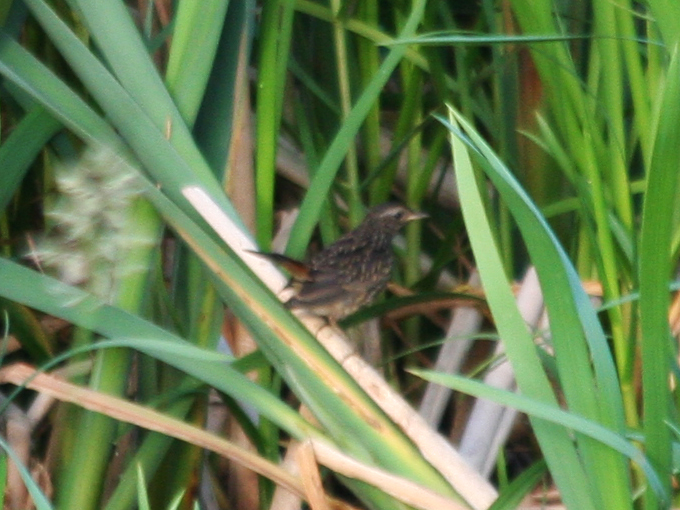 Bluethroat (Luscinia svecica) Juvenile - De Ronde Venen, Waverhoek