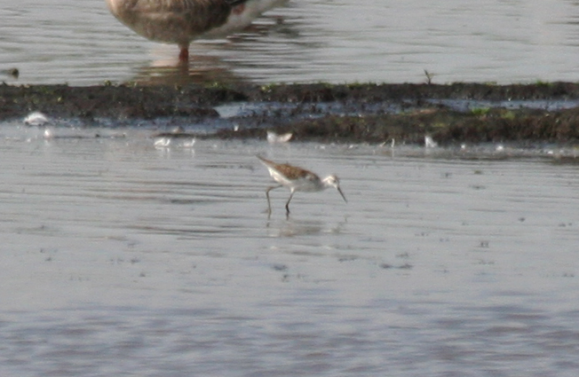 Marsh Sandpiper (Tringa stagnatilis) De Ronde Venen - Waverhoek