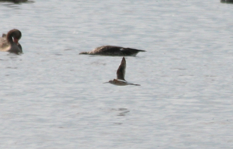 Marsh Sandpiper (Tringa stagnatilis) De Ronde Venen - Waverhoek