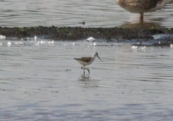 Marsh Sandpiper (Tringa stagnatilis) De Ronde Venen - Waverhoek