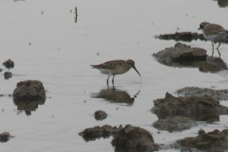 Broad-billed Sandpiper (Limicola falcinellus) Oud-Vossemeer - Stinkgat