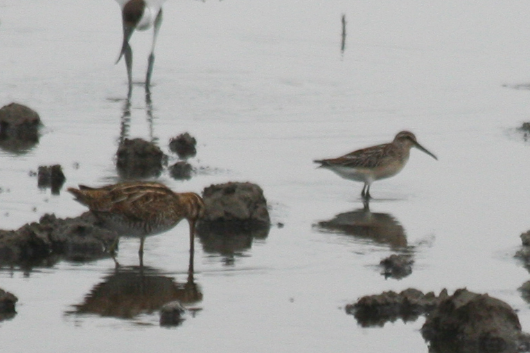 Broad-billed Sandpiper (Limicola falcinellus) Oud-Vossemeer - Stinkgat