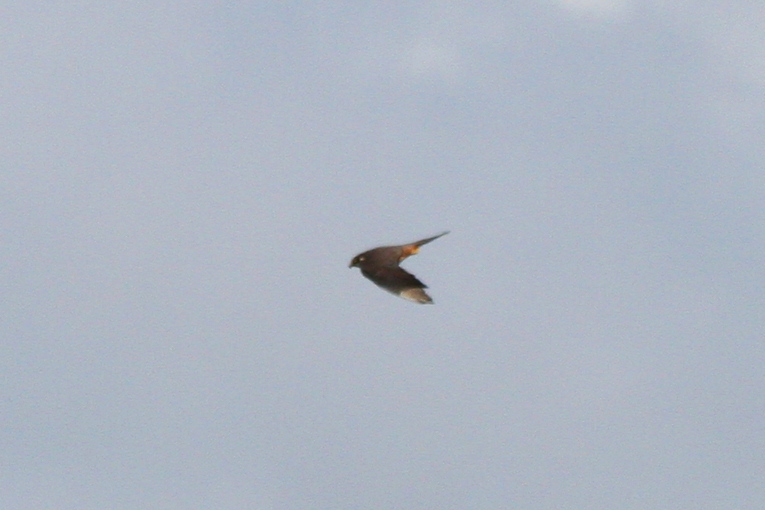 Eurasian Hobby (Falco subbuteo) Oostvoornse Meer - Brielse Gatdam.JPG