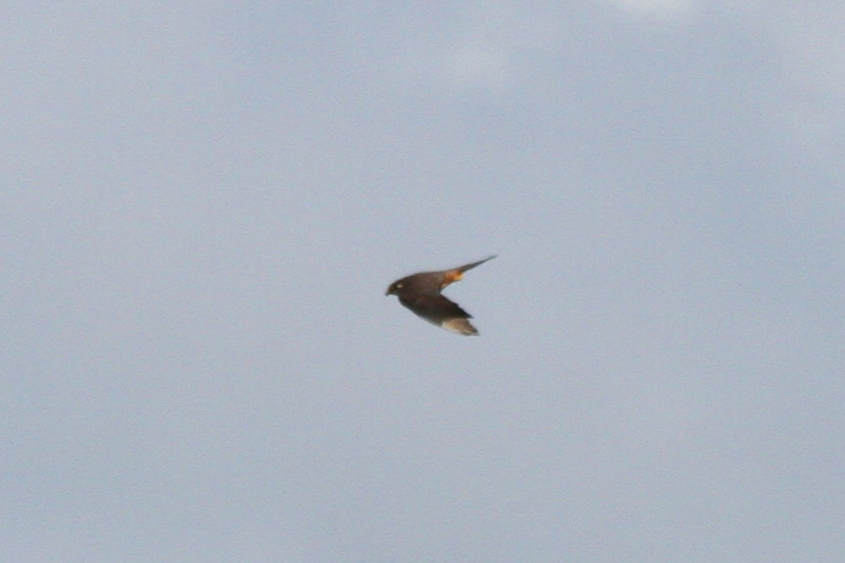 Eurasian Hobby (Falco subbuteo) Oostvoornse Meer - Brielse Gatdam