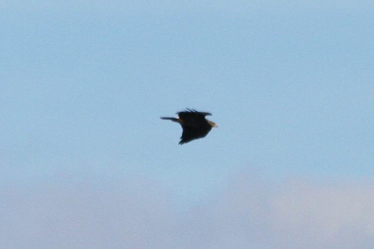 Lesser Spotted Eagle (Clanga pomarina) Turkey - Istanbul, Torgay Hill
