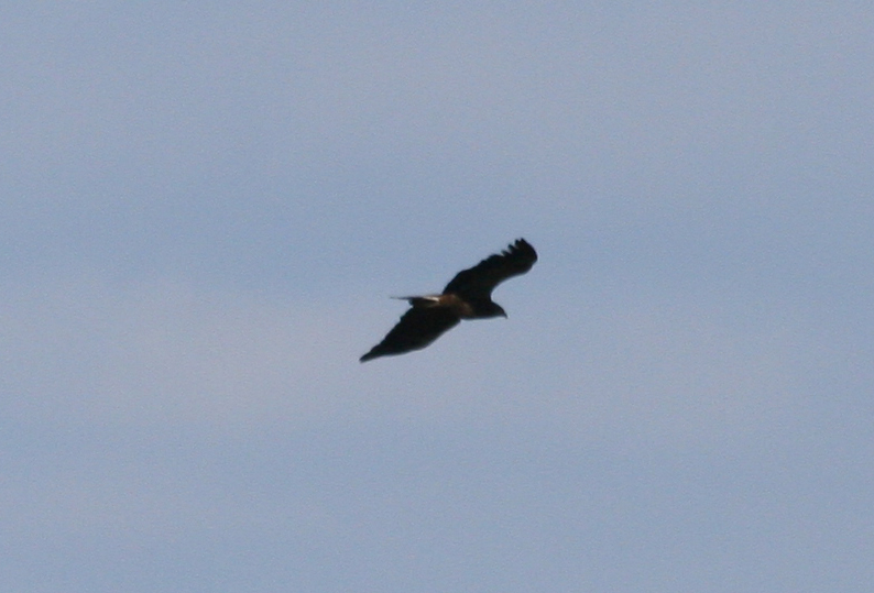 Lesser Spotted Eagle (Clanga pomarina) Turkey - Istanbul, Torgay Hill