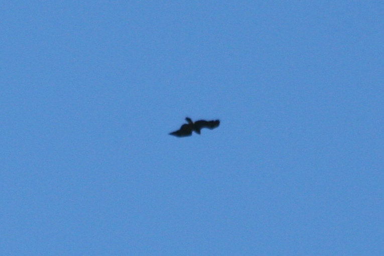Greater Spotted Eagle (Clanga clanga) 07-10-2013 Turkey - Istanbul, Torgay Hill