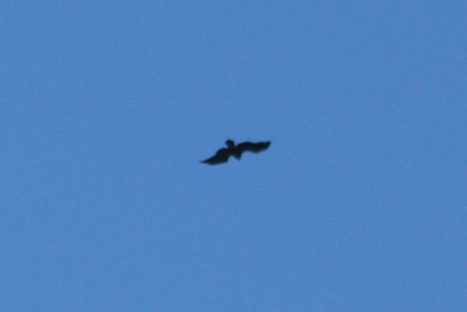 Greater Spotted Eagle (Clanga clanga) Turkey - Istanbul, Torgay Hill