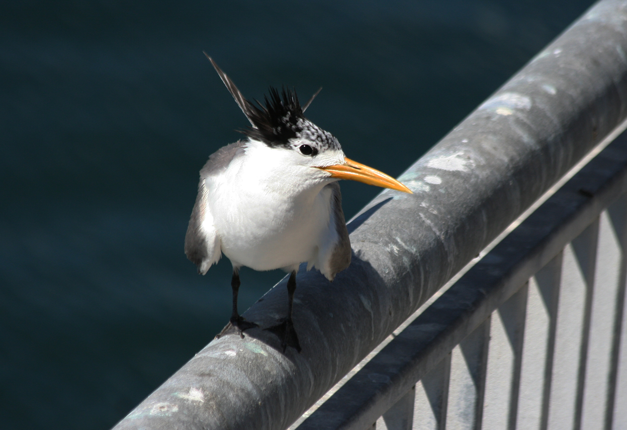 Greater Crested Tern (Thalasseus bergii) South Africa - Cape Town