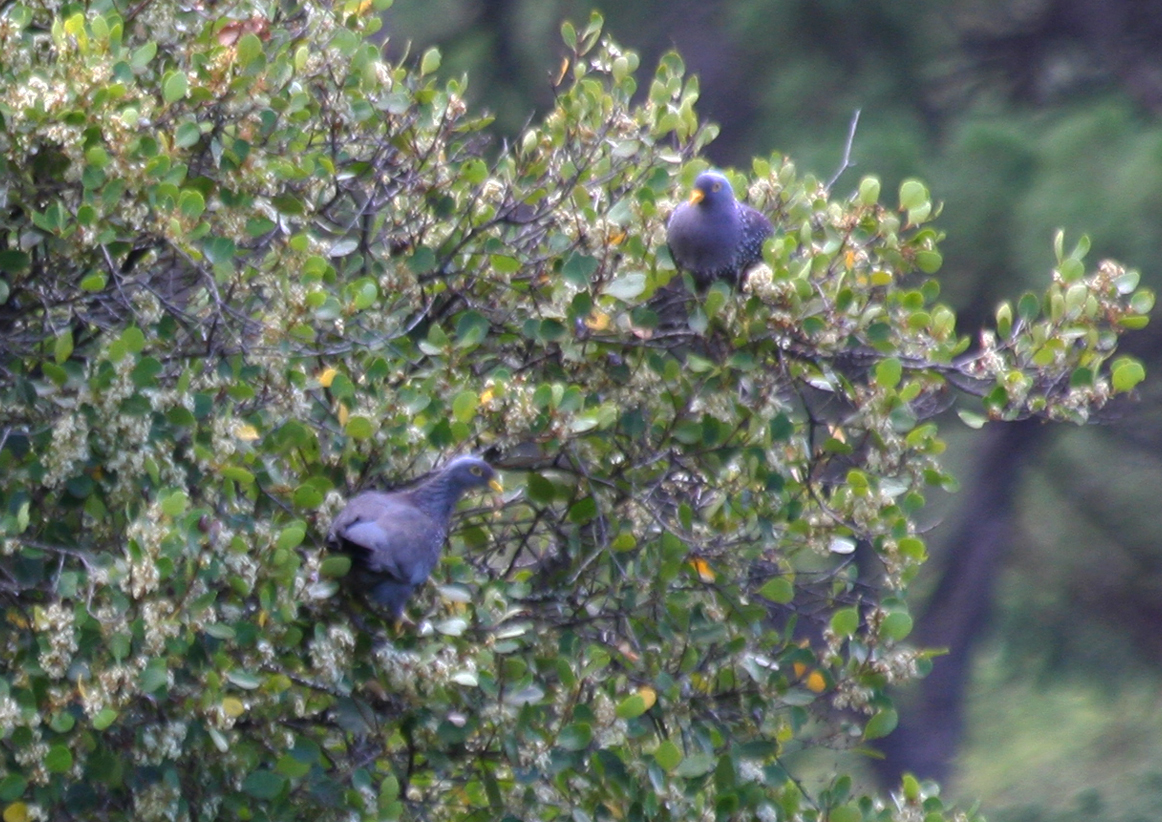 African Olive Pigeon (Columba arquatrix) Kirstenbosch Botanical Gardens