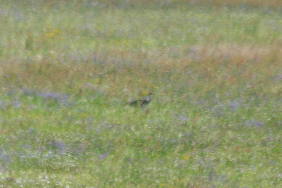 Great Bustard (Otis tarda) BRD - Havellandisches Luch